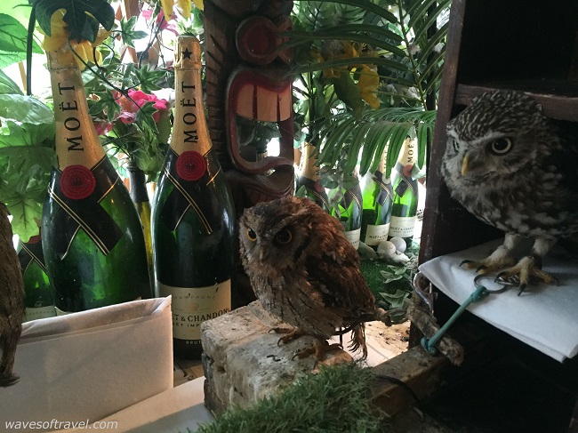 Owl Cafe Tokyo Japan